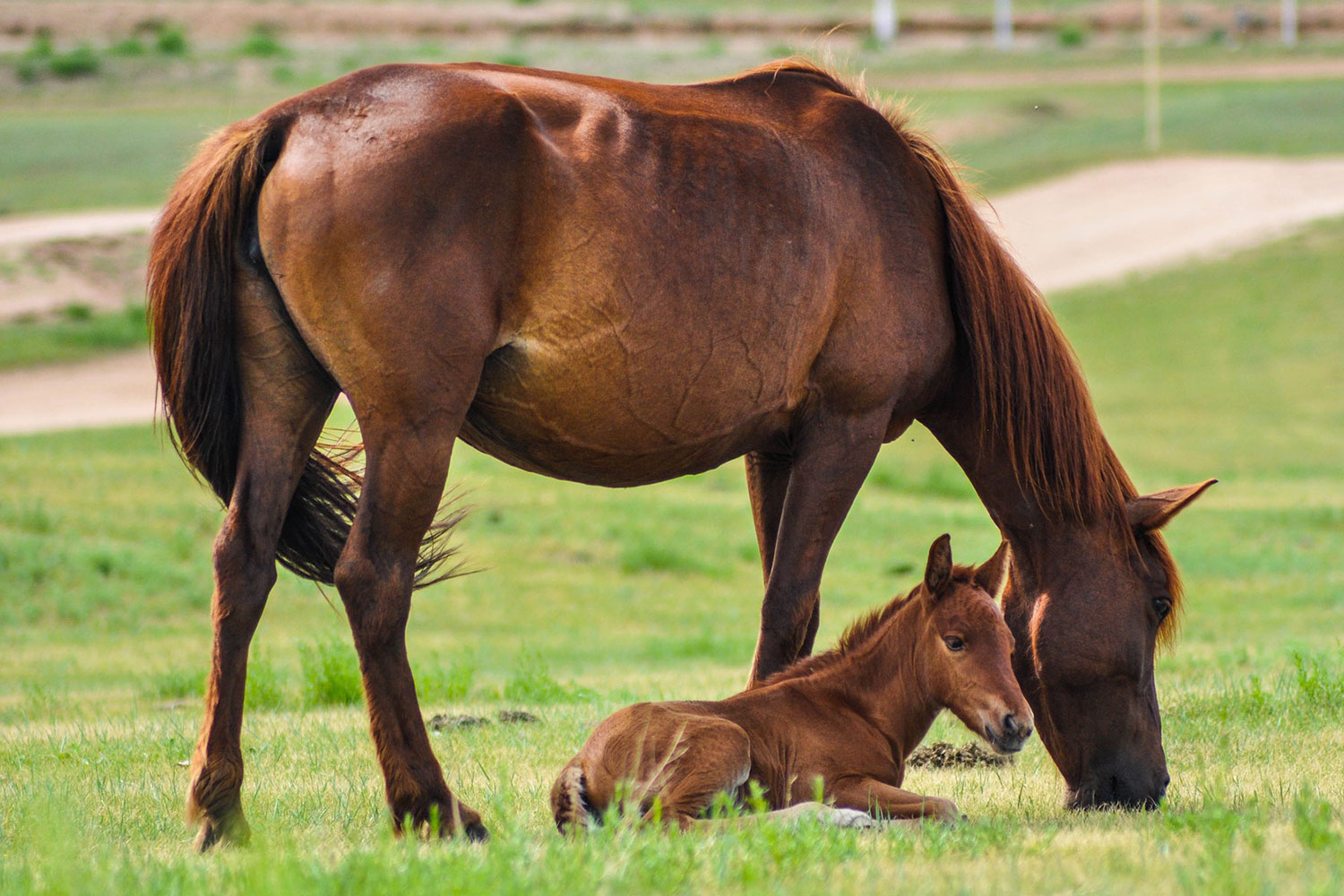 Mare and Foal at Kenhold Equestrian Stables